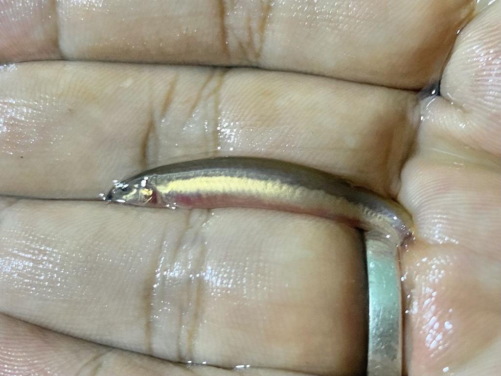 Black Kuhli Loach (Pangio oblonga)