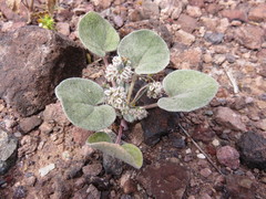 Eriogonum deflexum