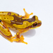 Harlequin Treefrog - Photo (c) Brian Gratwicke, some rights reserved (CC BY)