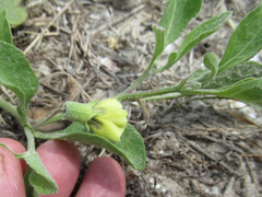 Physalis cinerascens spathulifolia