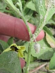 Physalis cinerascens spathulifolia