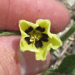 Physalis cinerascens spathulifolia