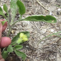 Physalis cinerascens spathulifolia
