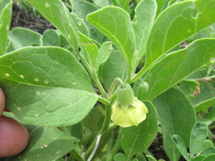 Physalis cinerascens spathulifolia