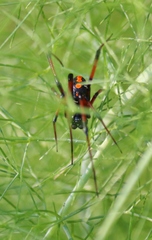 Latrodectus variolus