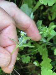 Nemophila parviflora