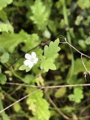 Nemophila parviflora