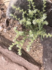 Cryptantha pterocarya