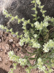 Cryptantha pterocarya