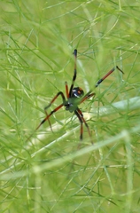Latrodectus variolus