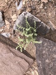 Cryptantha pterocarya