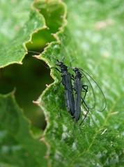 Stenorhopalus gracilis