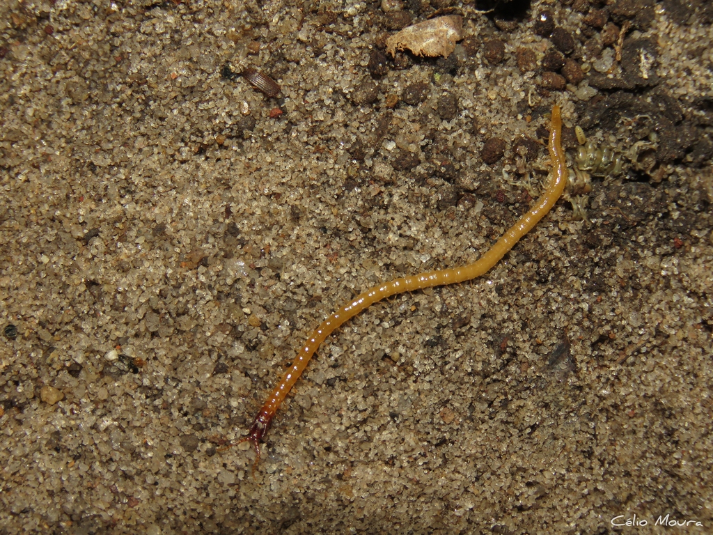 Mecistocephalus guildingii
