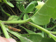 Physalis cinerascens spathulifolia