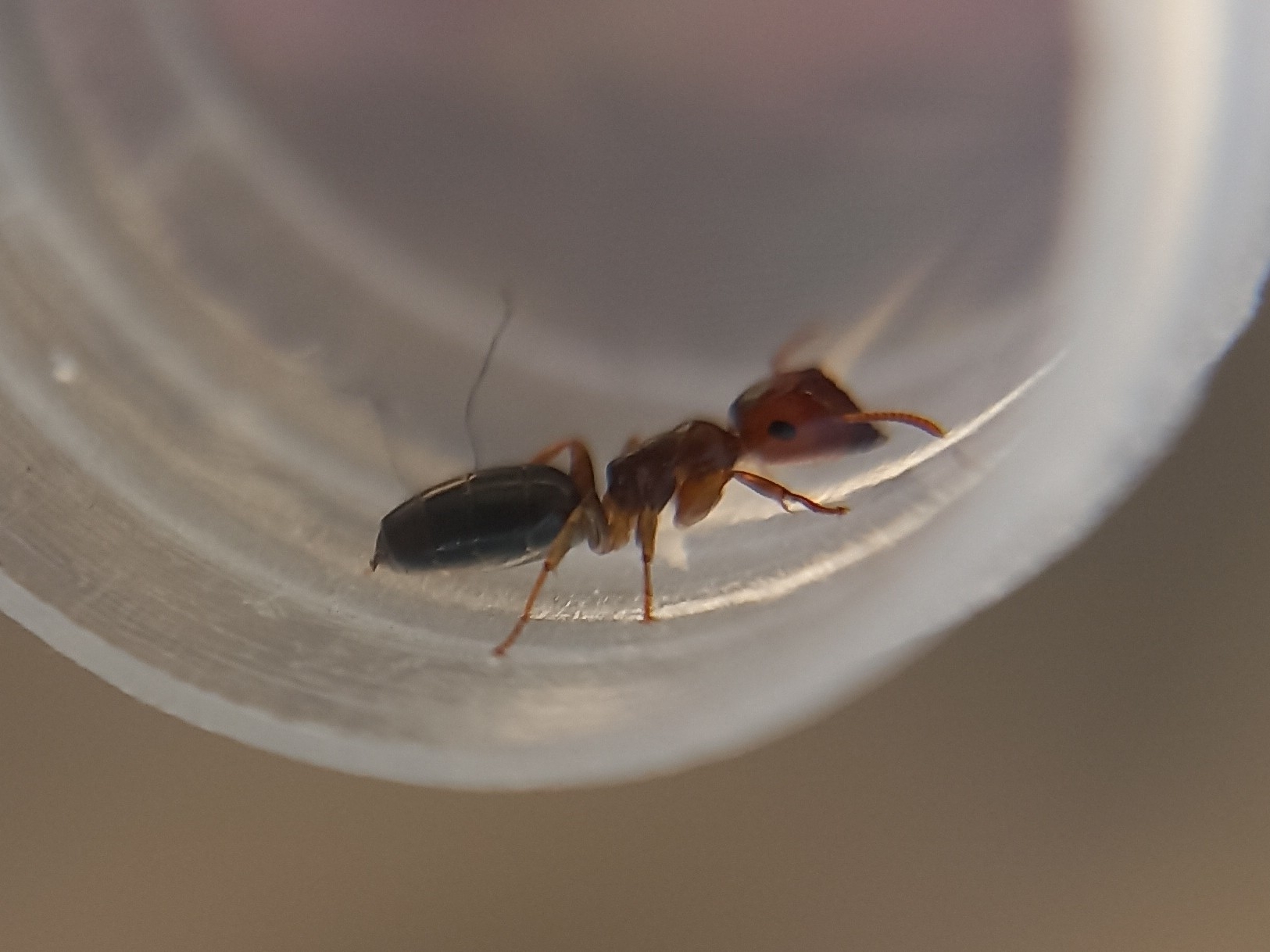 Colobopsis phragmaticola
