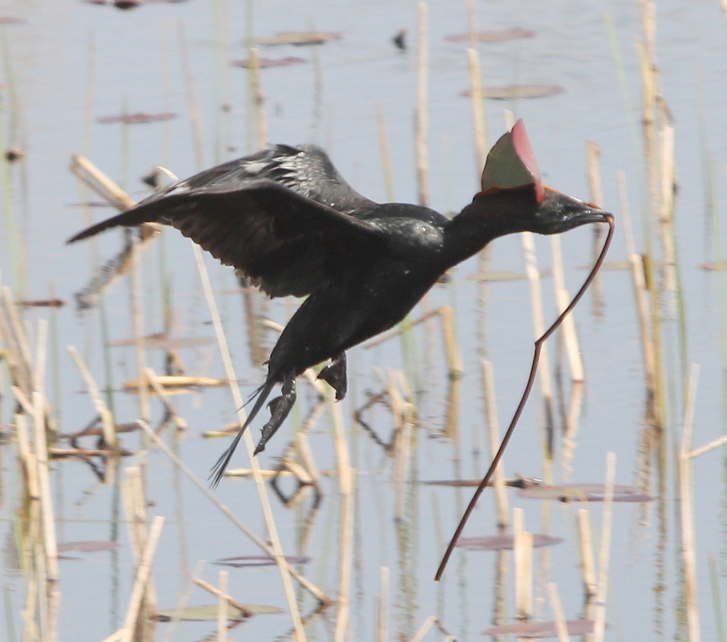 Pygmy cormorant flying low over reeds