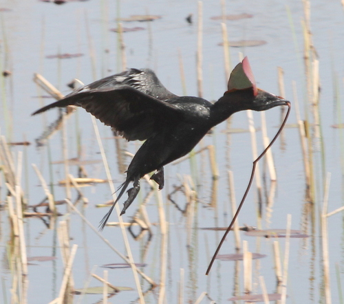 Cormorán pigmeo (Microcarbo pygmaeus)