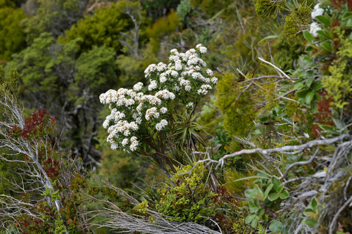 Image of Pimelea longifolia by (c) Christopher Stephens, some rights reserved (CC BY-SA)