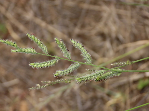 Image of Urochloa nigropedata by no rights reserved