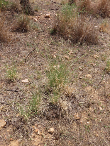 Image of Urochloa nigropedata by no rights reserved