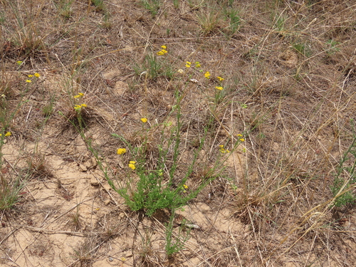 Image of Nidorella resedifolia by no rights reserved