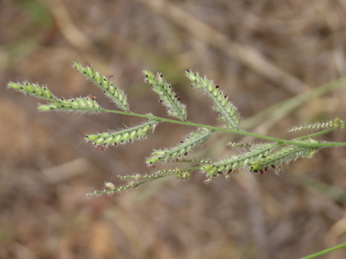 Black-footed Grass (Urochloa nigropedata)