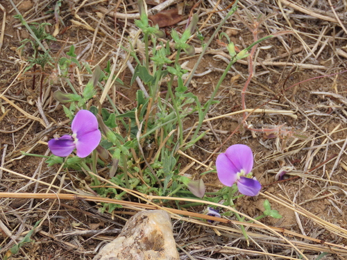shrubby bean (Vigna frutescens)
