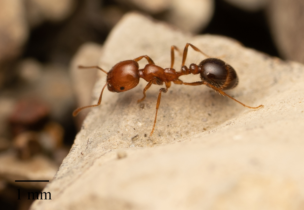 Californian Fire Ant