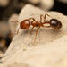 Southern Fire Ant - Photo no rights reserved, uploaded by Jesse Rorabaugh