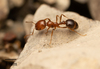 Southern Fire Ant - Photo no rights reserved, uploaded by Jesse Rorabaugh