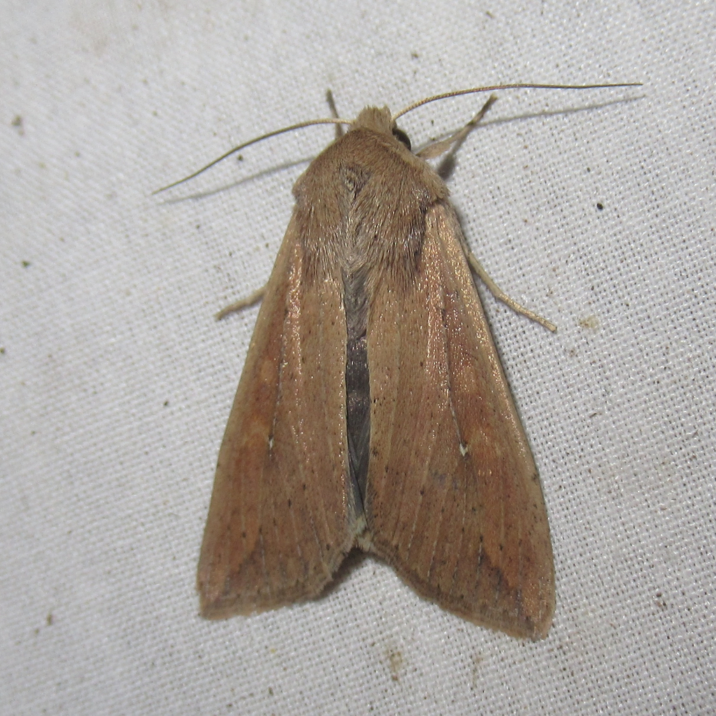 Armyworm Moth from Salton Dr., Austin, Travis Co., TX on February 1 ...