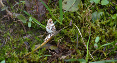 Enchoria lacteata