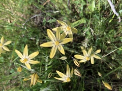 Triteleia ixioides scabra