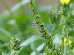 Conocephalus albescens