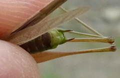 Conocephalus albescens