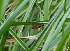 Conocephalus semivittatus