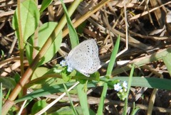 Pseudozizeeria maha