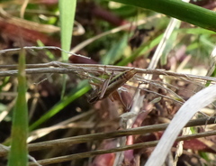 Conocephalus albescens