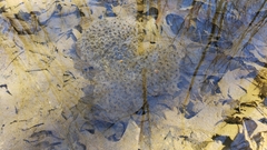 Lithobates sylvaticus