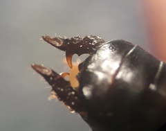 Conocephalus semivittatus