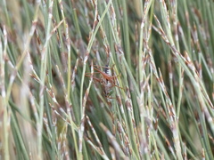 Conocephalus semivittatus