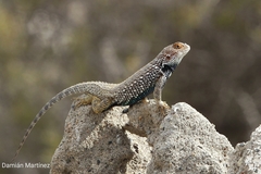 Sceloporus zosteromus