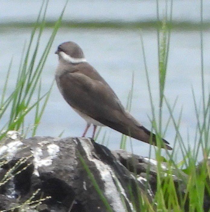 Rock Pratincole (Glareola nuchalis), photo 7
