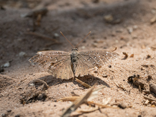Guinea-fowl Butterfly