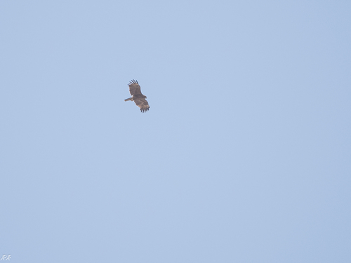 Wahlberg's Eagle