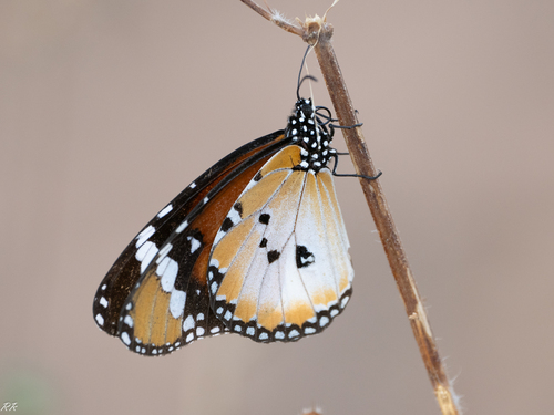 Plain Tiger Butterfly