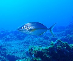 Pseudocaranx dentex
