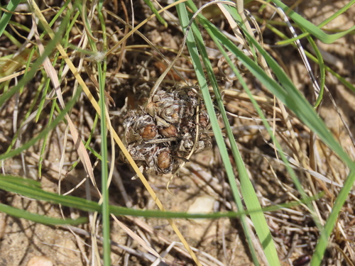Image of Geigeria ornativa by no rights reserved