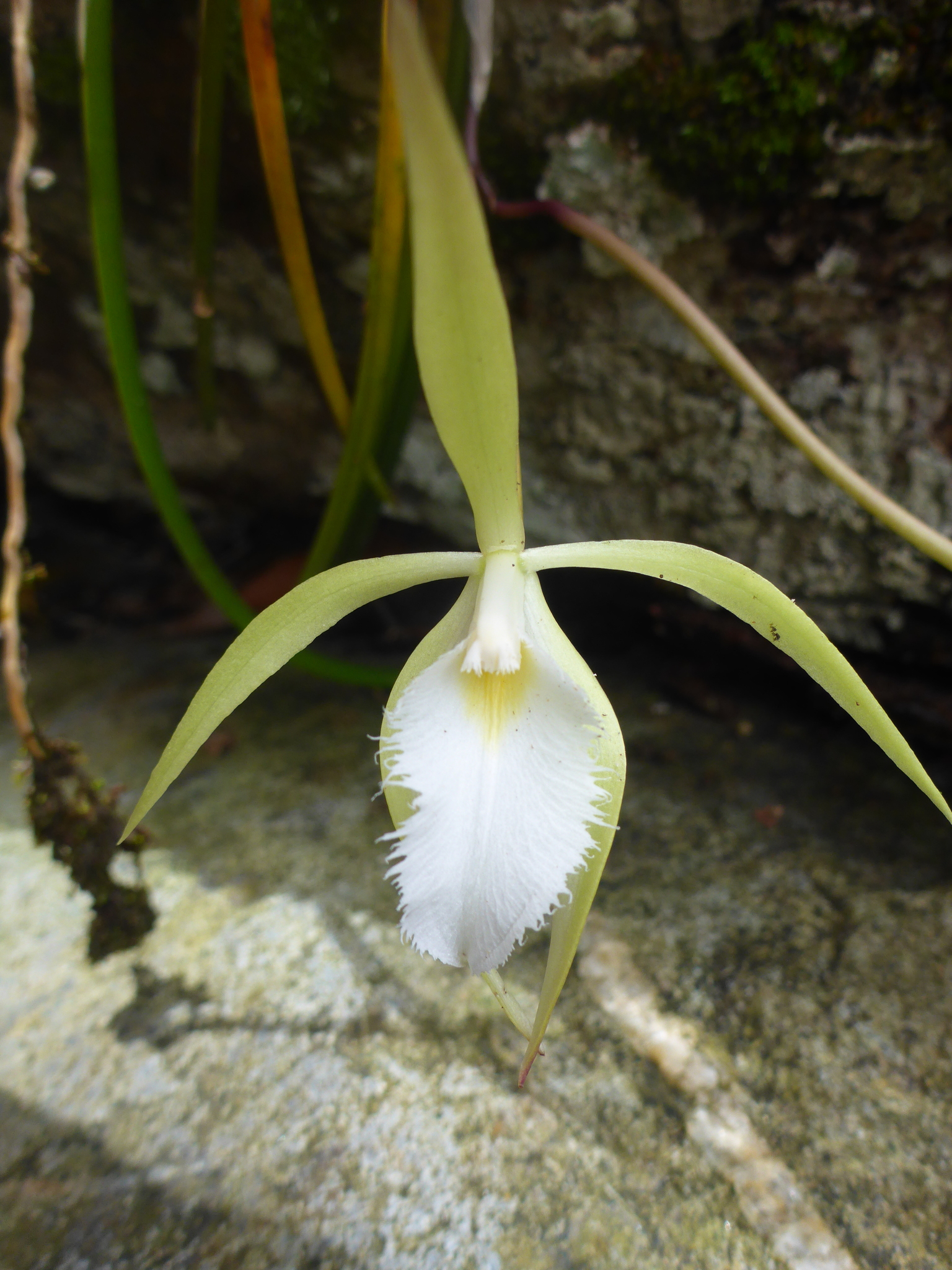 Brassavola martiana Lindl.