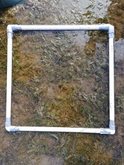 Zostera muelleri